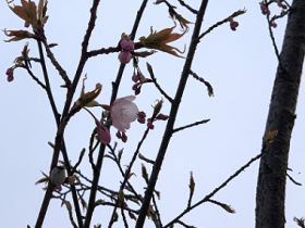 水戸田桜サムネ　0401